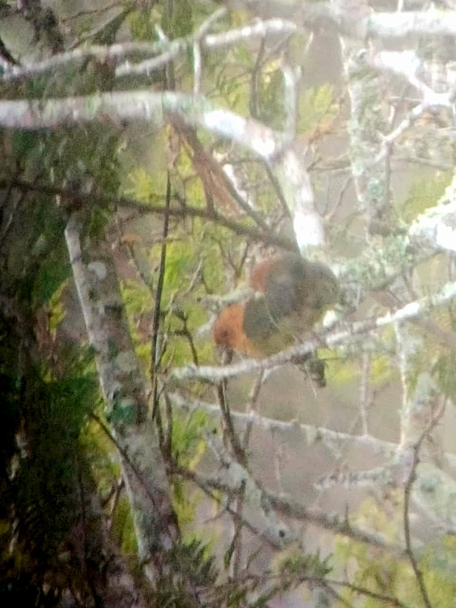 kanelkjerrspurv - ML643225268