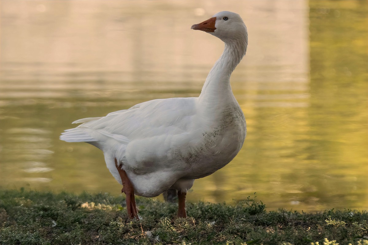 tamgås (domestisert Anser sp.) - ML643225271