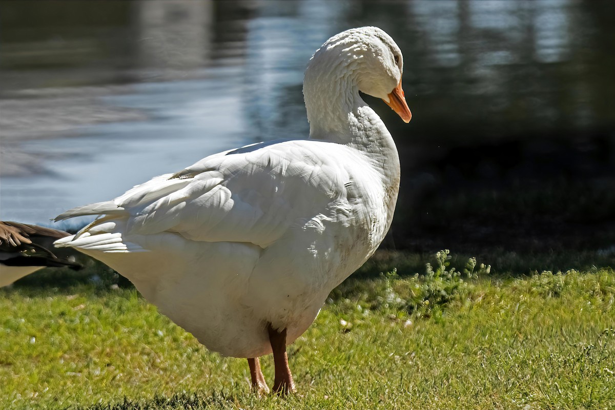 tamgås (domestisert Anser sp.) - ML643225273