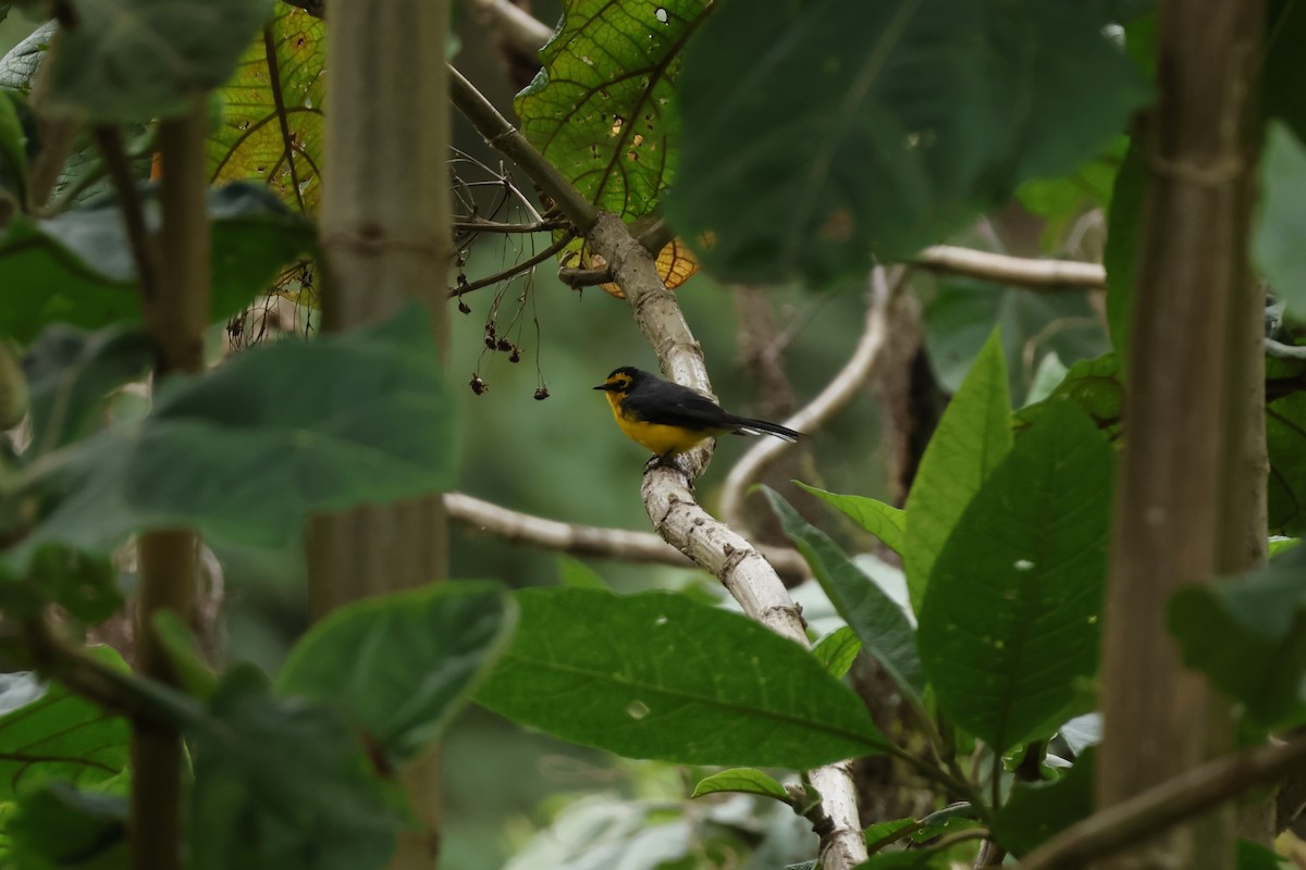 Spectacled Redstart - ML643225293