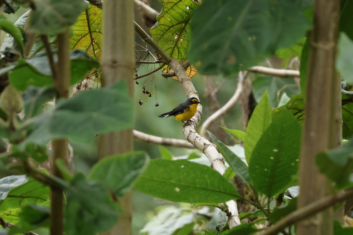 Spectacled Redstart - ML643225294