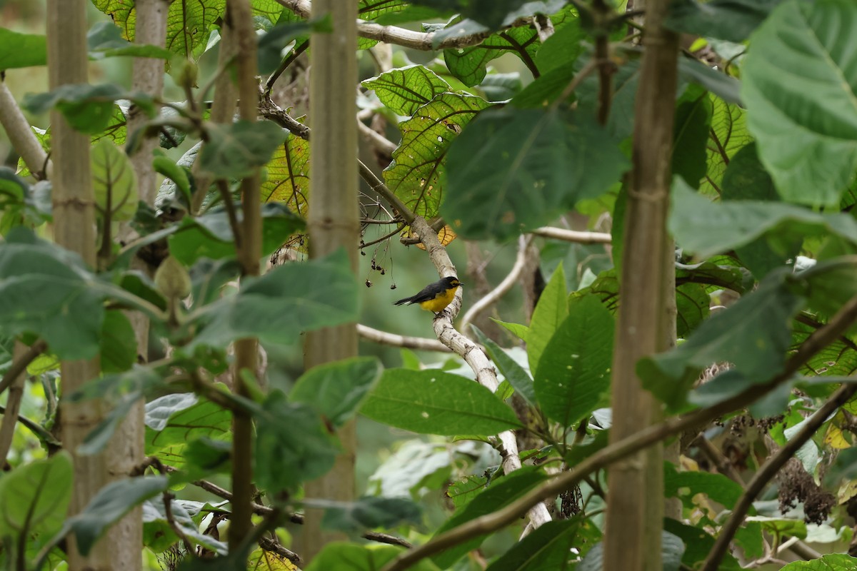 Spectacled Redstart - ML643225295