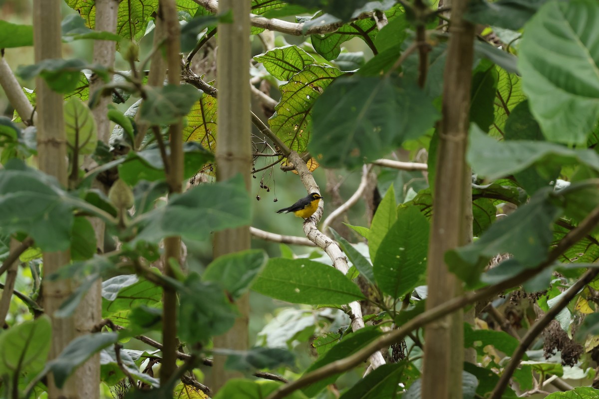 Spectacled Redstart - ML643225296