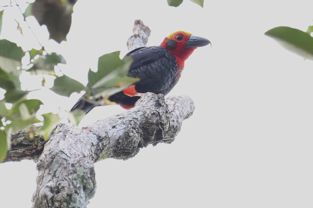 Bornean Bristlehead - ML643225317