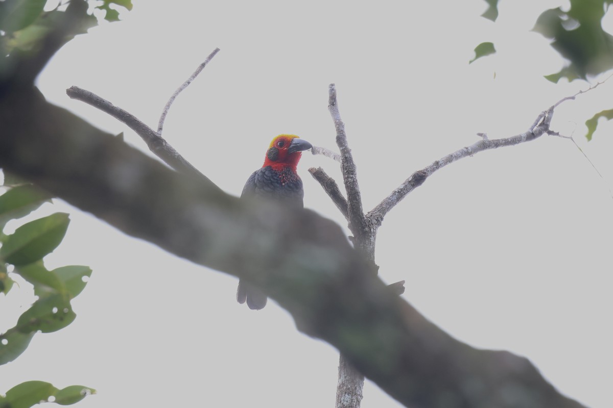 Bornean Bristlehead - ML643225318