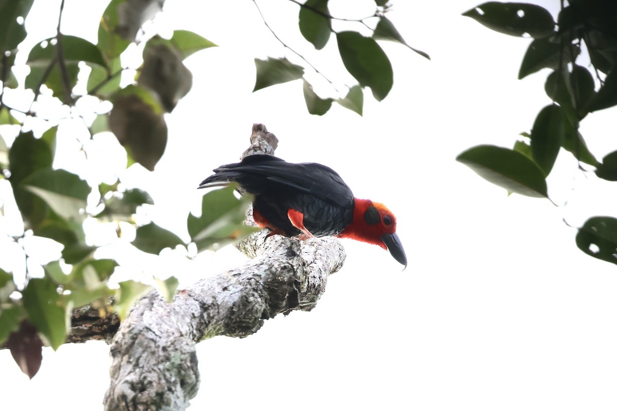 Bornean Bristlehead - ML643225319