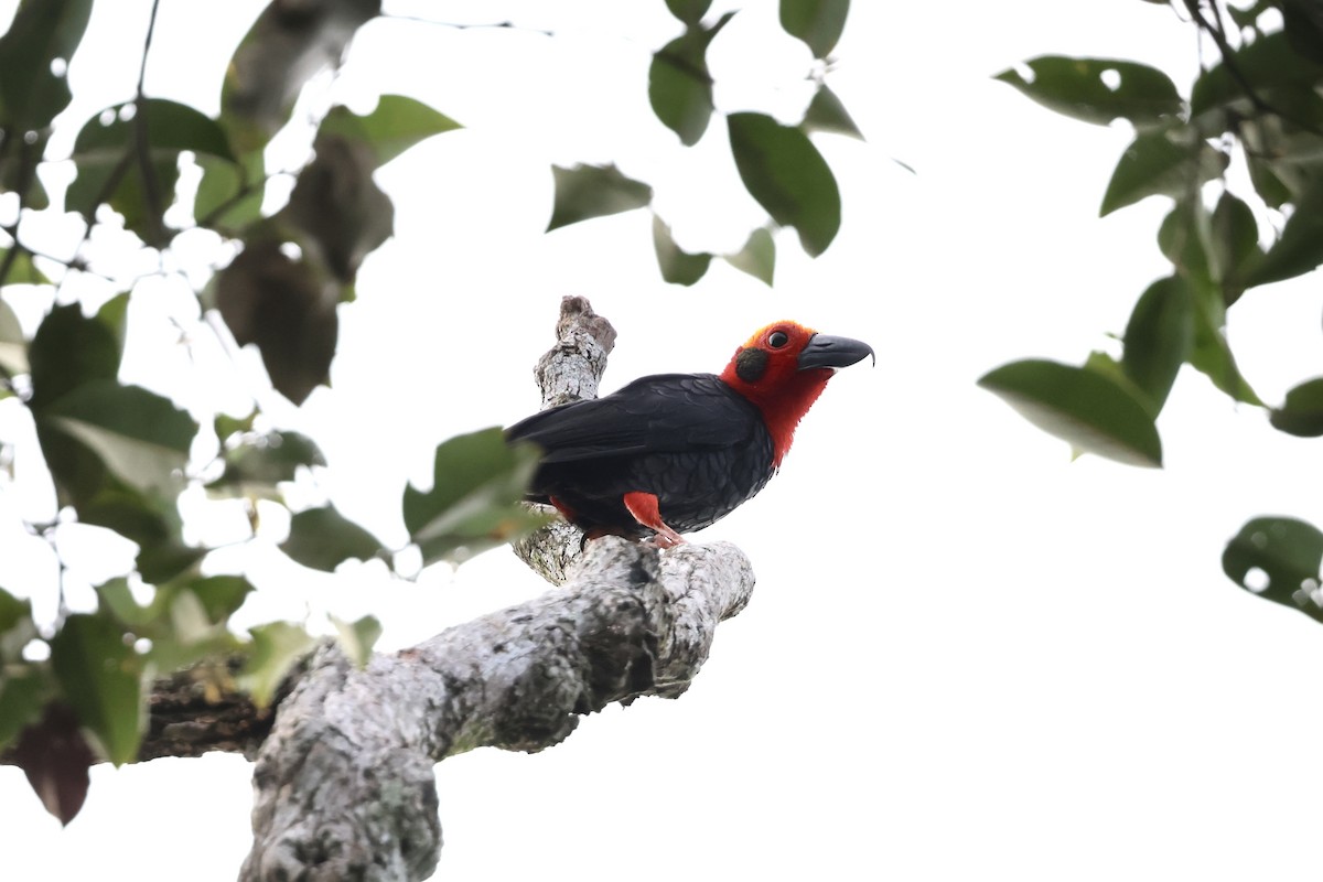 Bornean Bristlehead - ML643225320