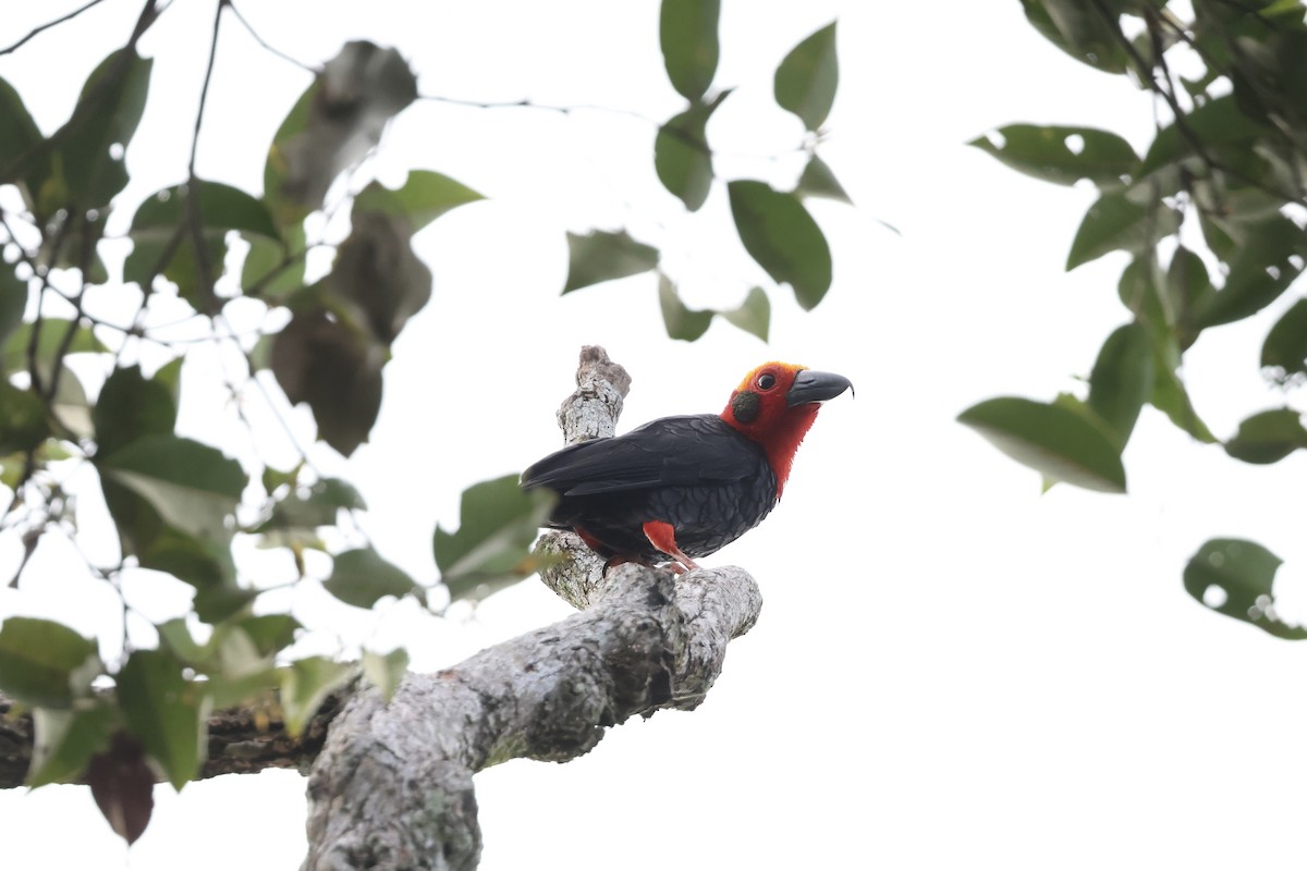 Bornean Bristlehead - ML643225321