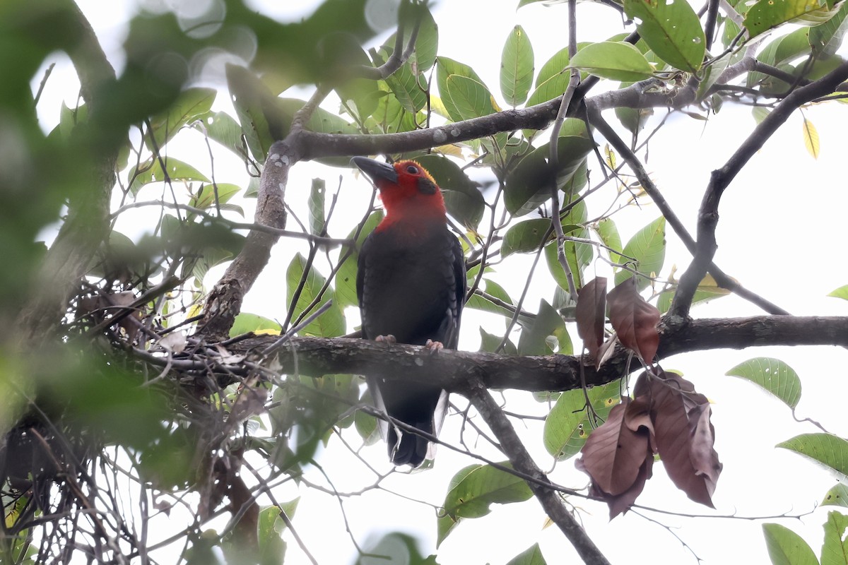 Bornean Bristlehead - ML643225322