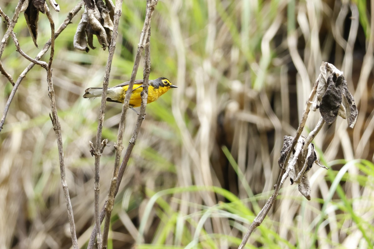 Spectacled Redstart - ML643225326