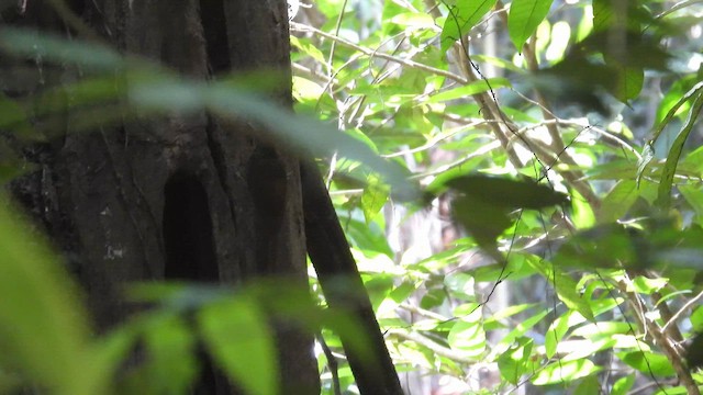 Chestnut-rumped Woodcreeper - ML643225340