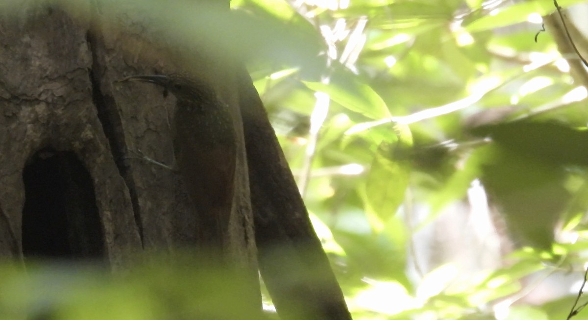Chestnut-rumped Woodcreeper - ML643225344