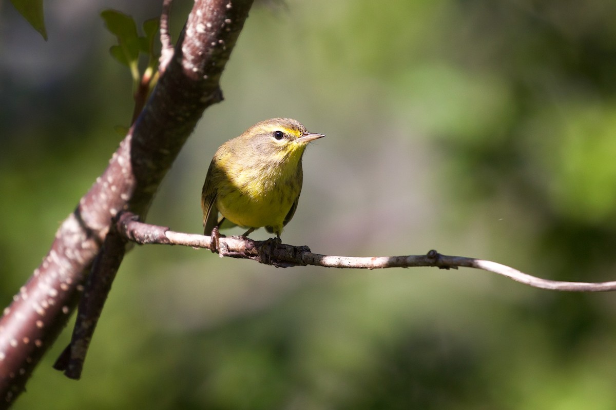 Palm Warbler (Yellow) - ML643225353