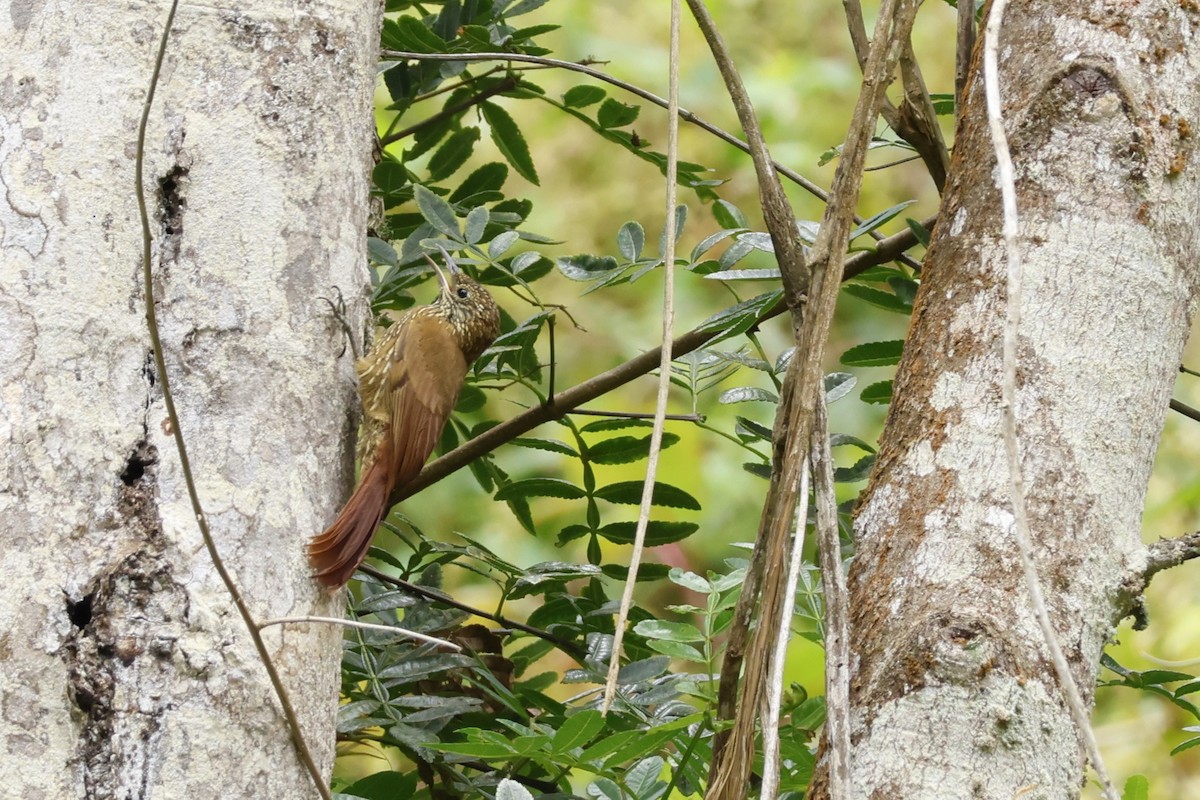 Montane Woodcreeper - ML643225378