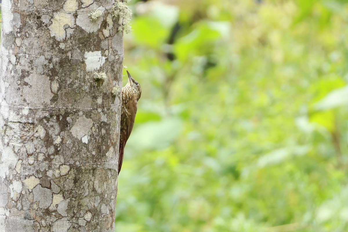 Montane Woodcreeper - ML643225379
