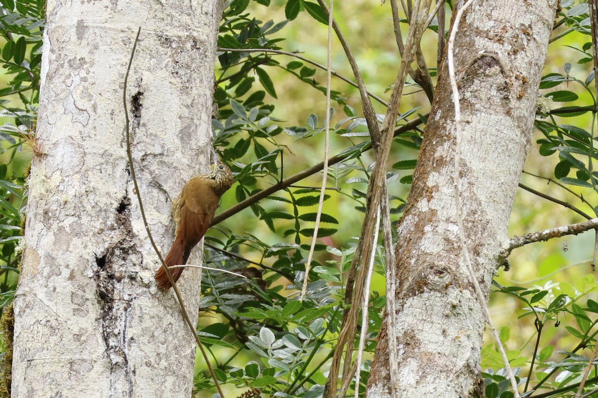 Montane Woodcreeper - ML643225380