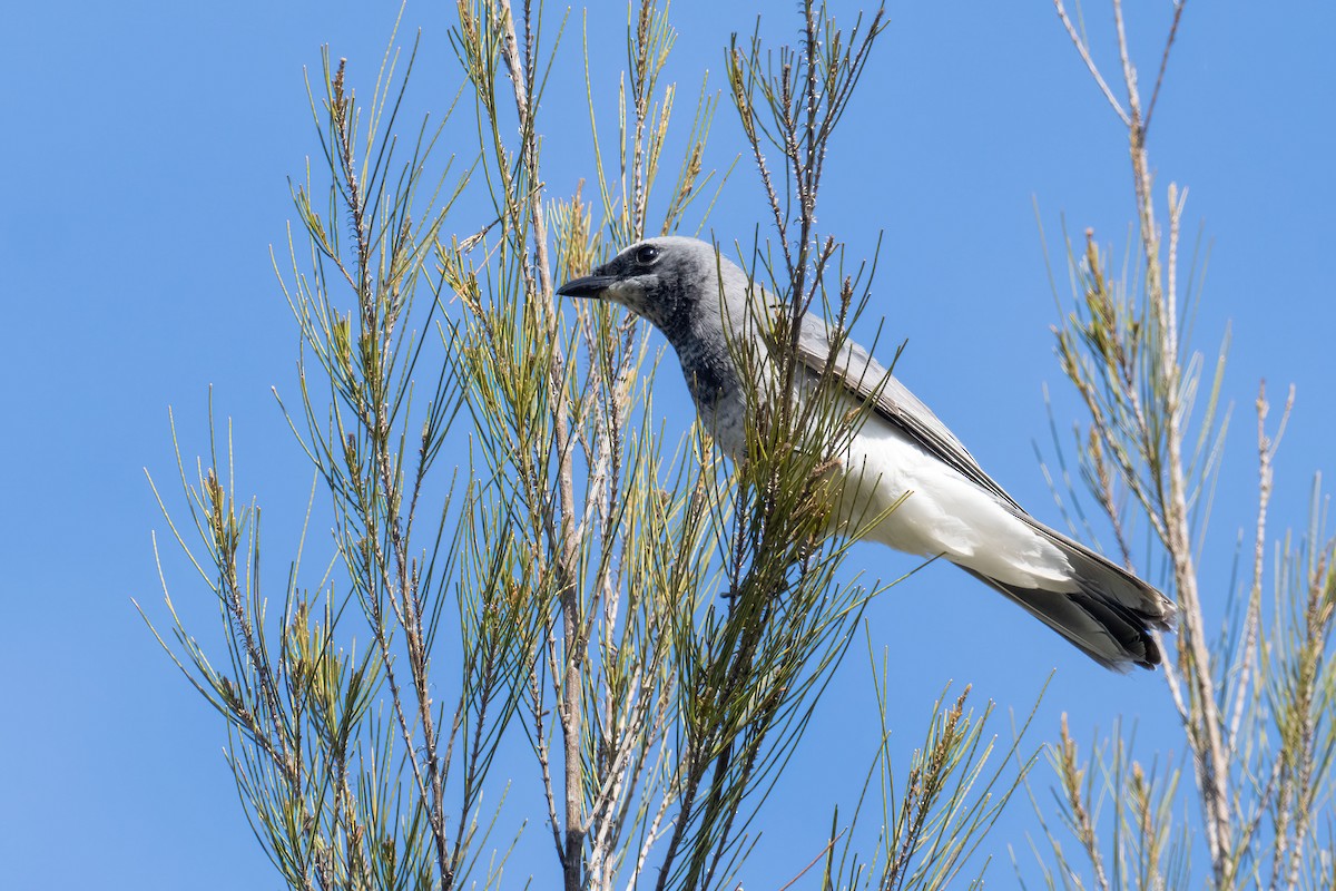 White-bellied Cuckooshrike - ML643225383