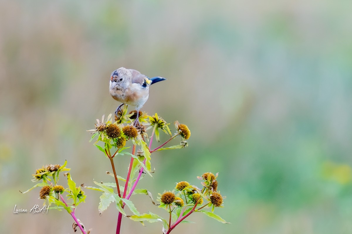 European Goldfinch - ML643225401