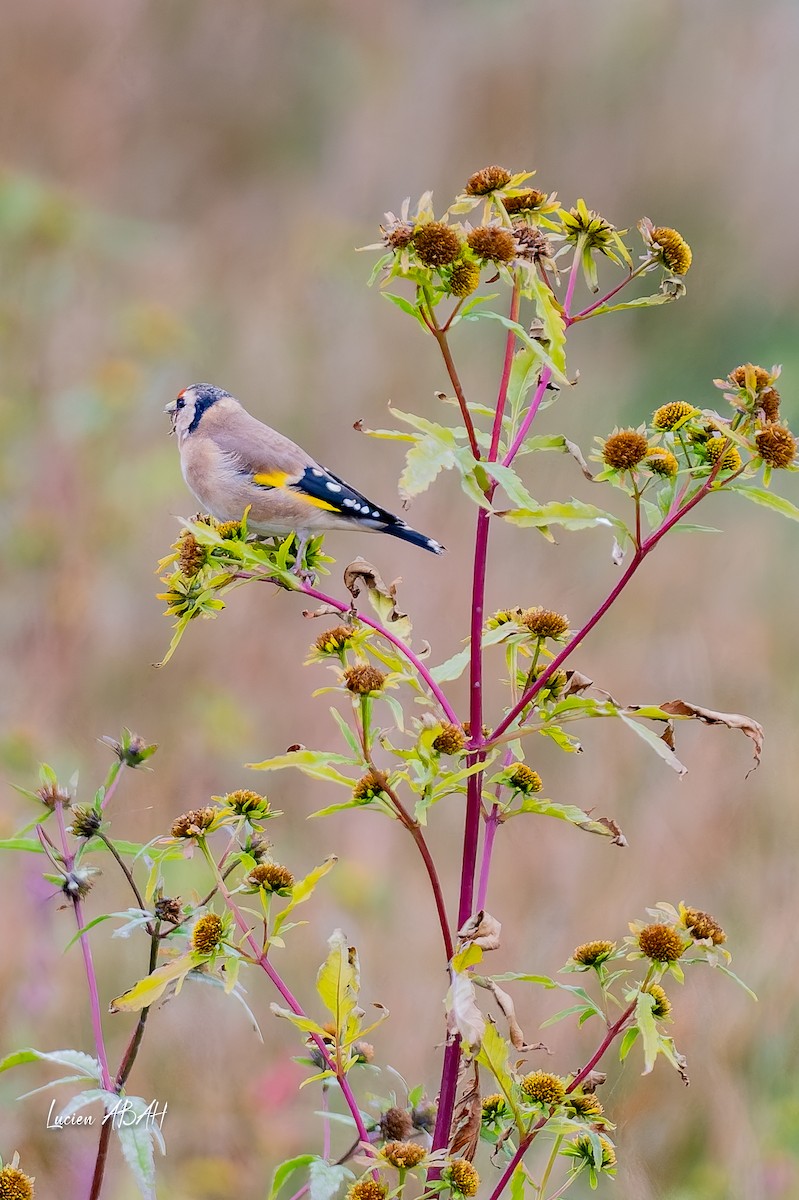 European Goldfinch - ML643225403