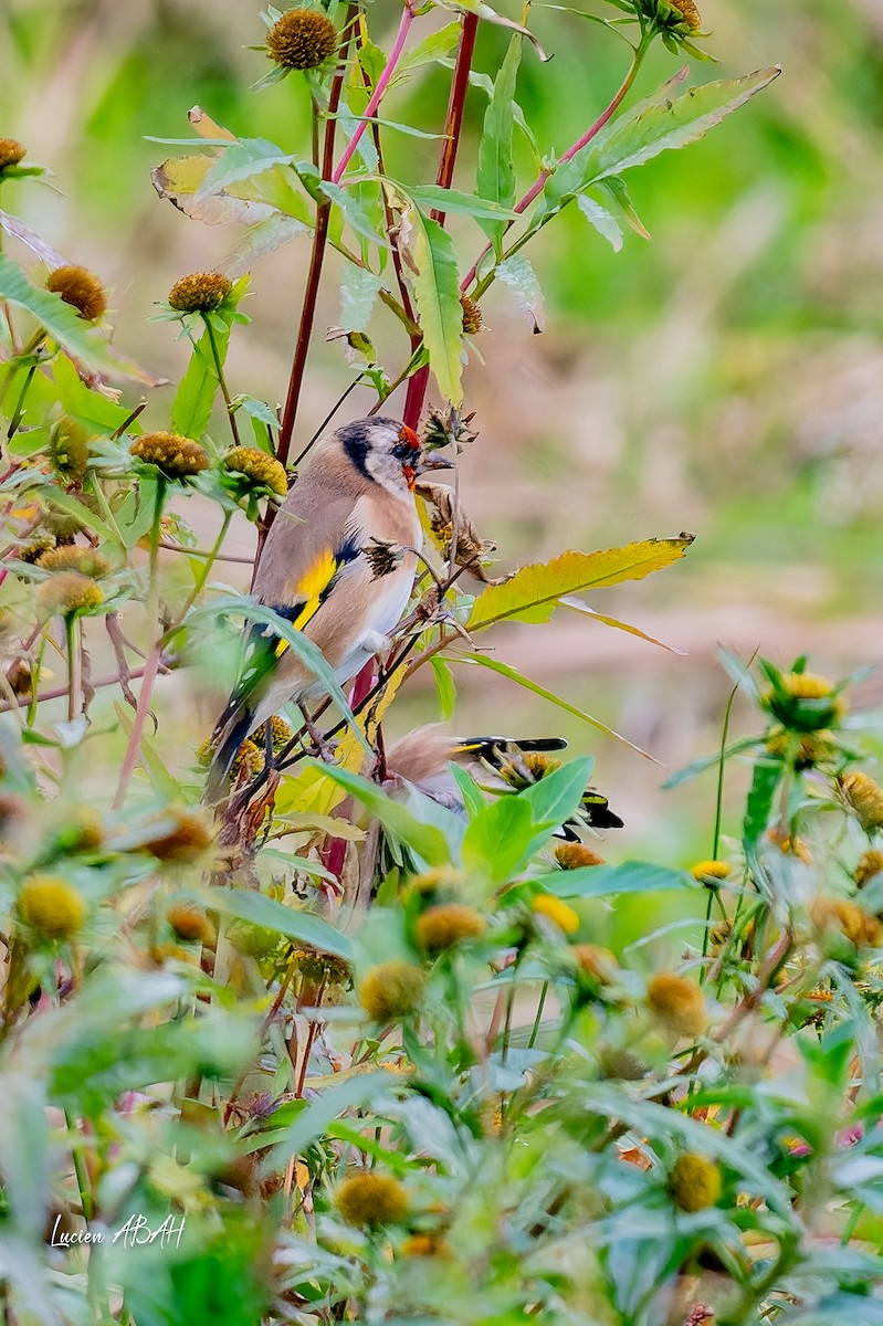 European Goldfinch - ML643225404