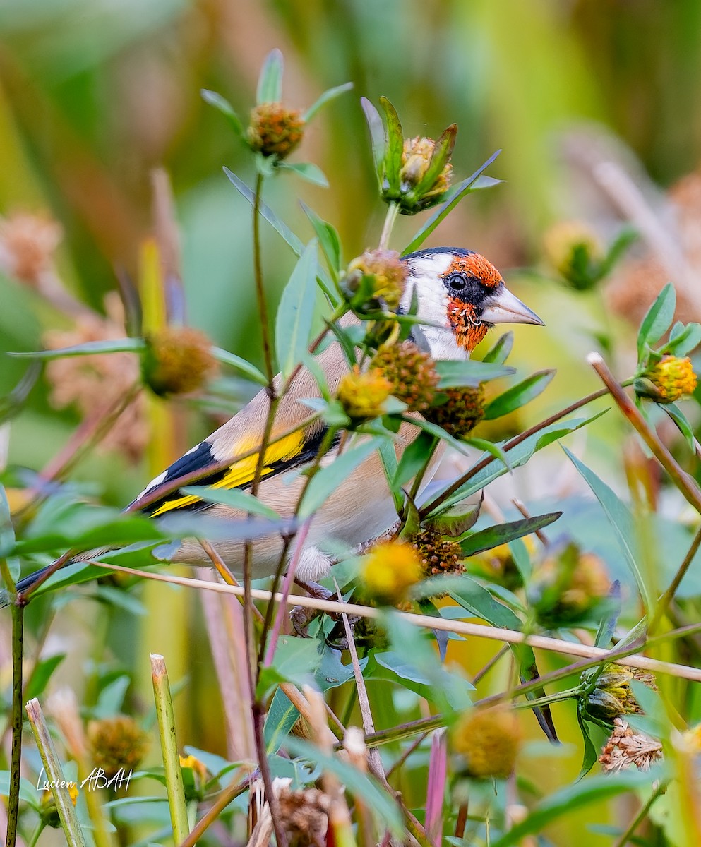European Goldfinch - ML643225405
