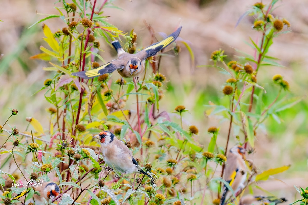 European Goldfinch - ML643225406