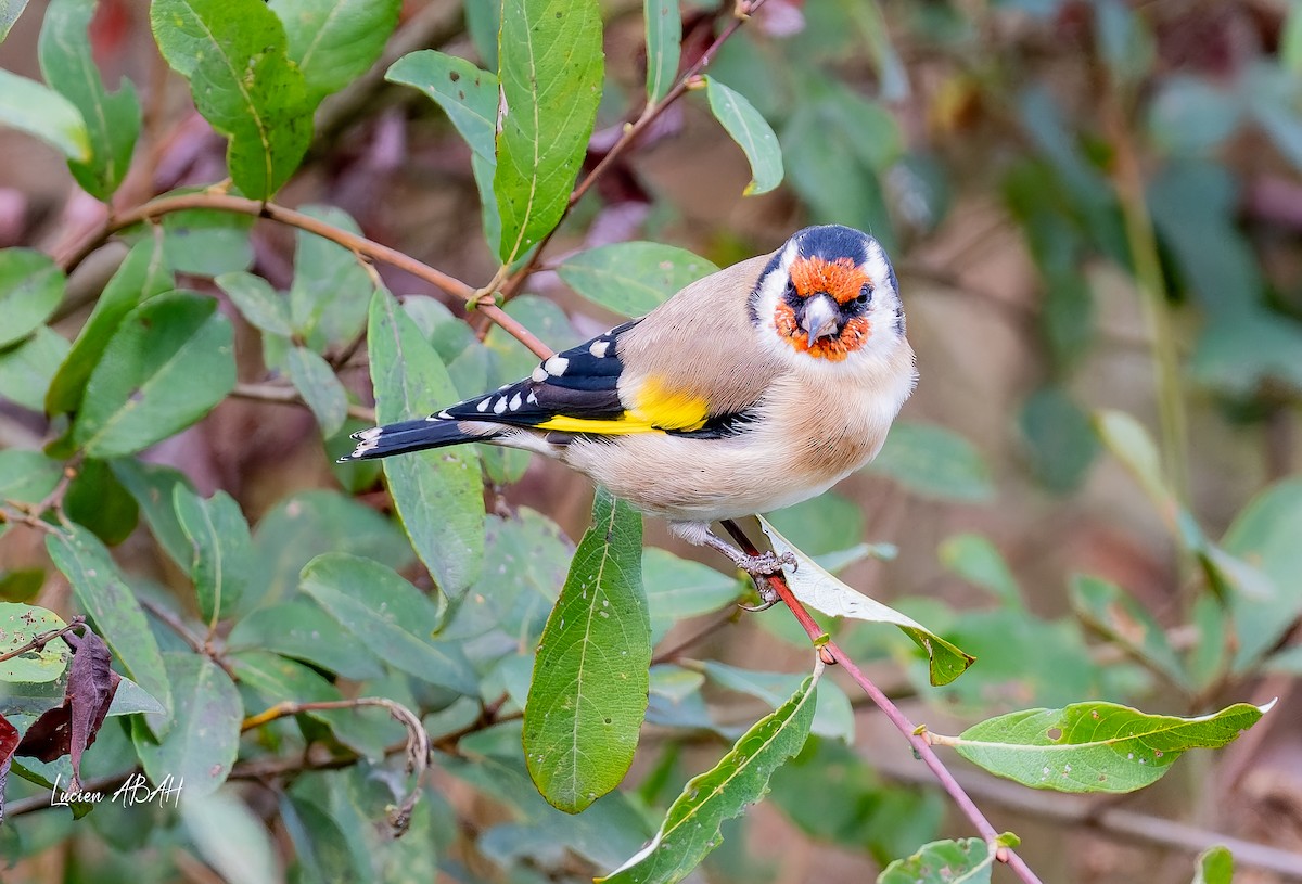 European Goldfinch - ML643225407