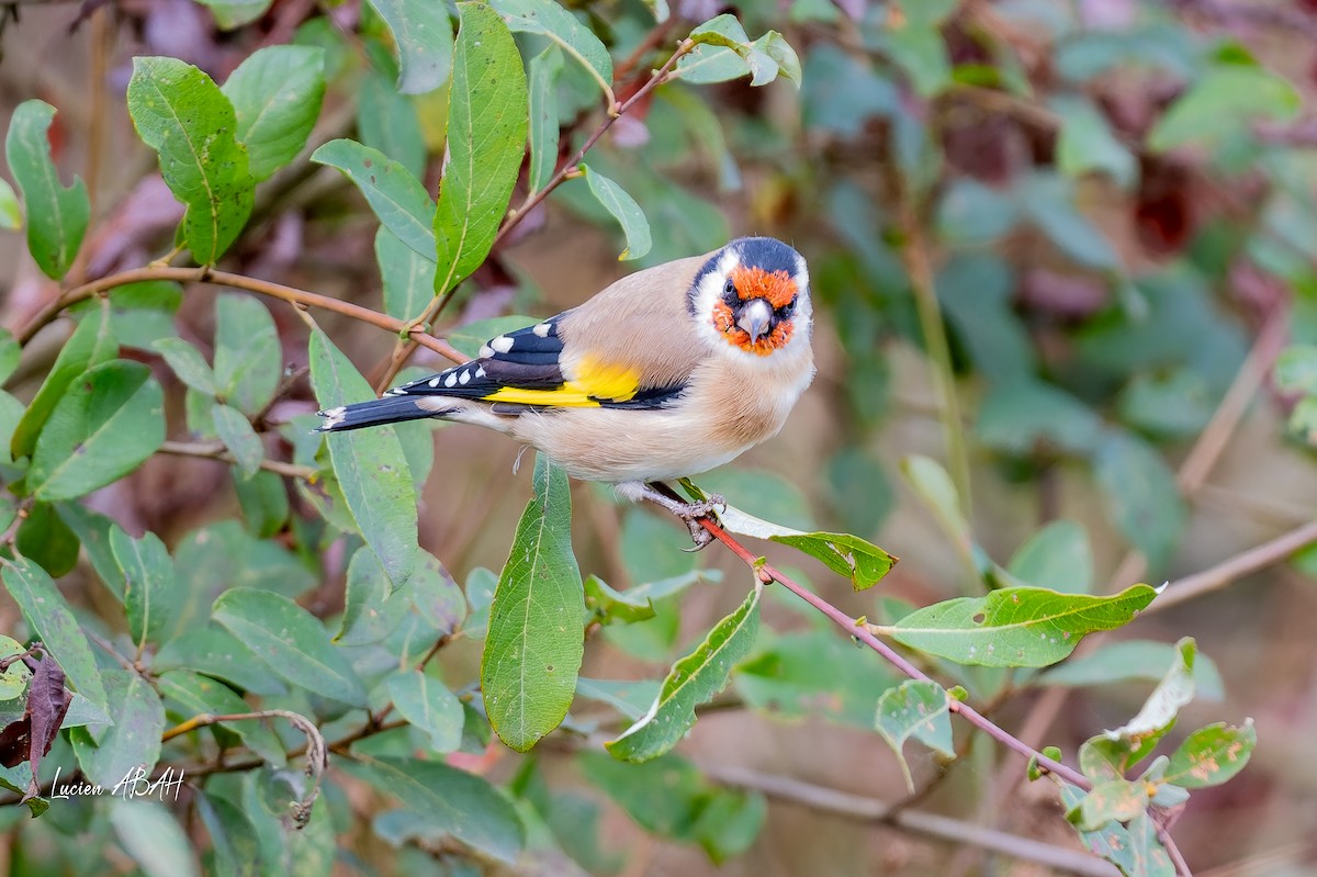 European Goldfinch - ML643225408