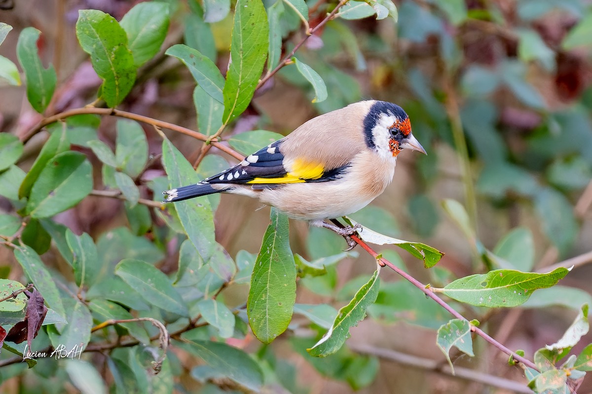 European Goldfinch - ML643225409