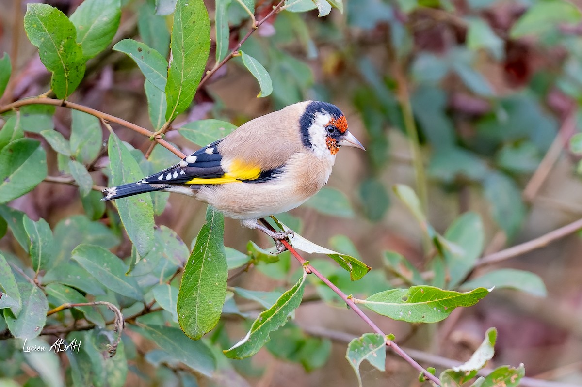 European Goldfinch - ML643225411