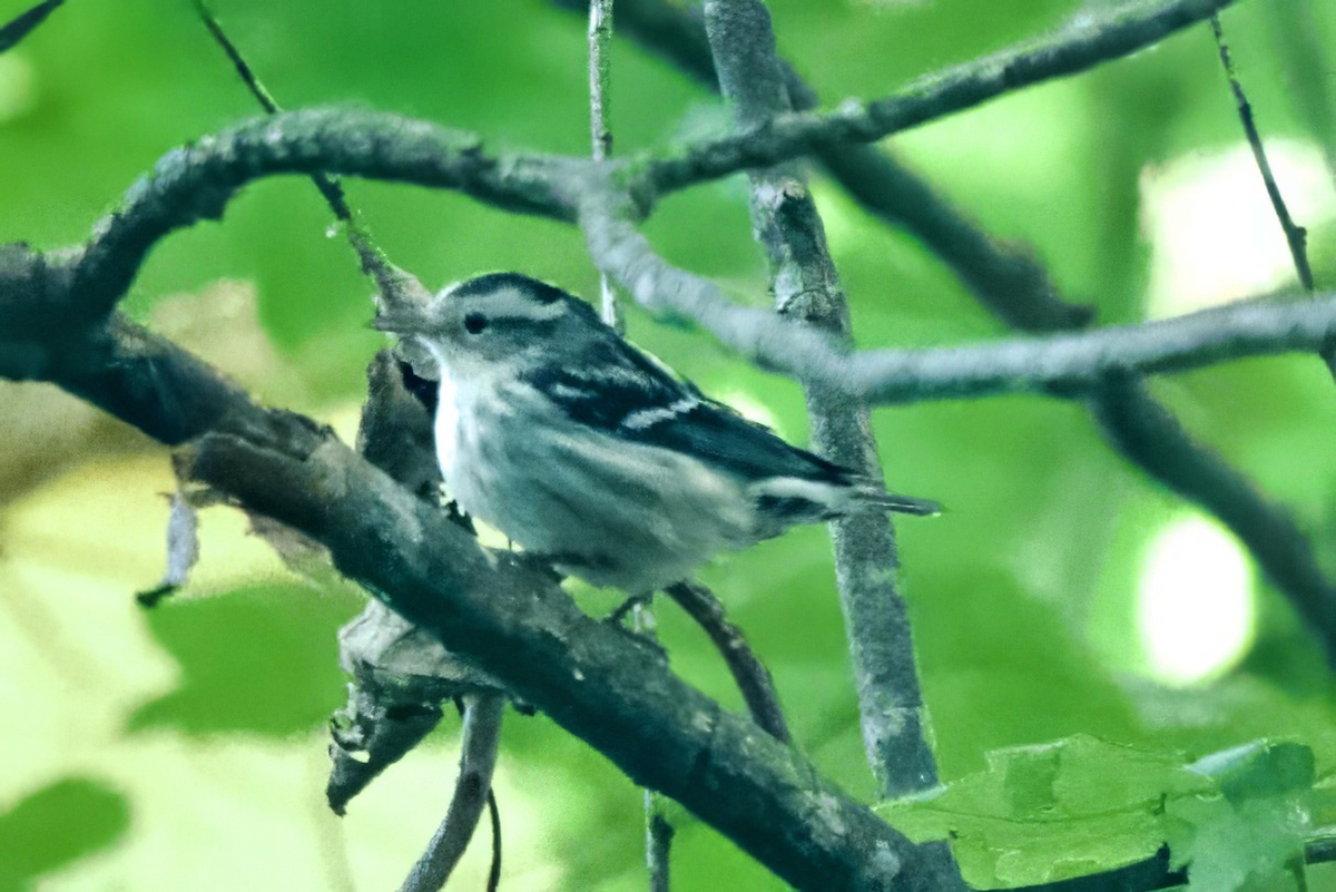 Black-and-white Warbler - ML643225417