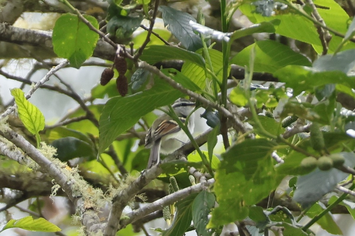 Tyranneau à ailes rousses - ML643225419
