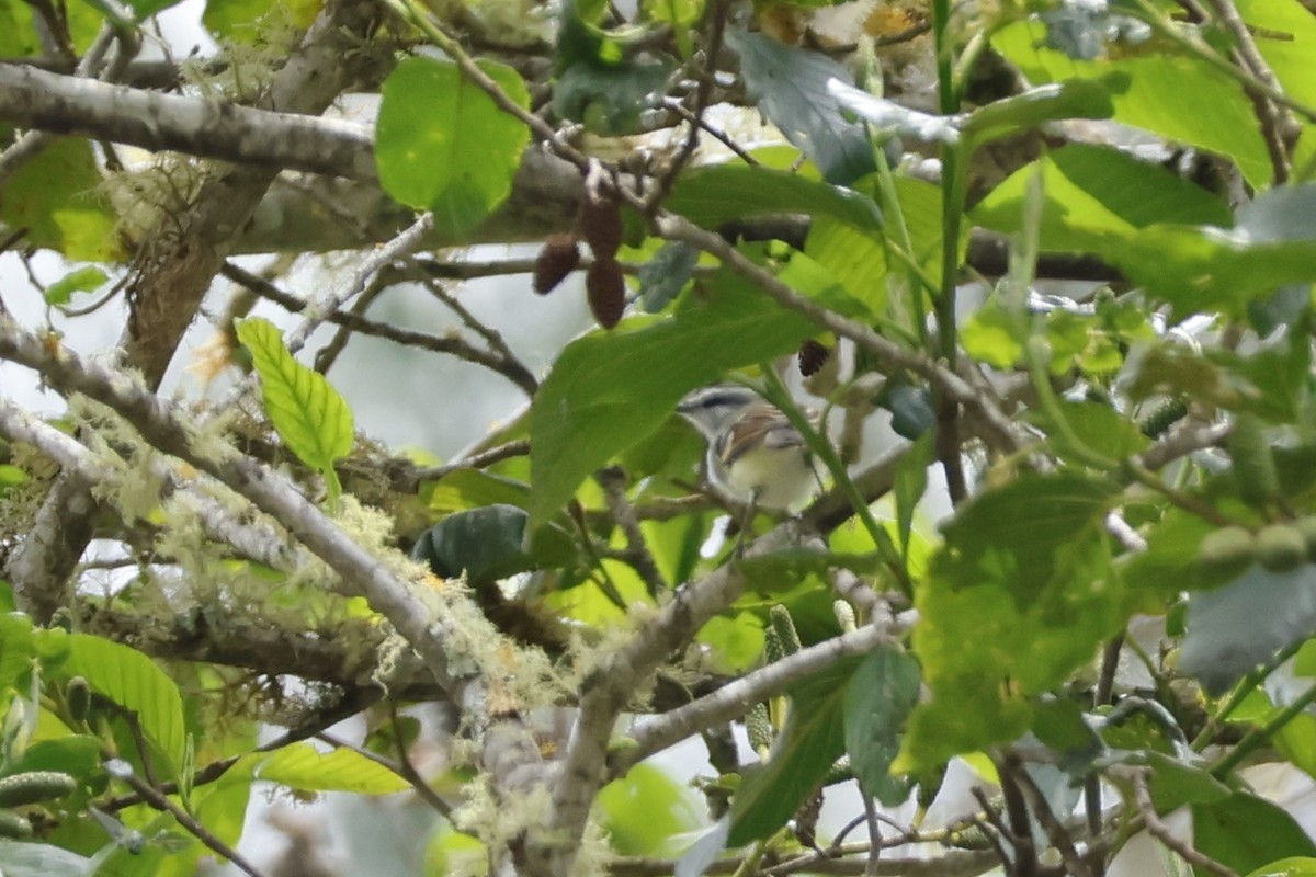 Tyranneau à ailes rousses - ML643225420