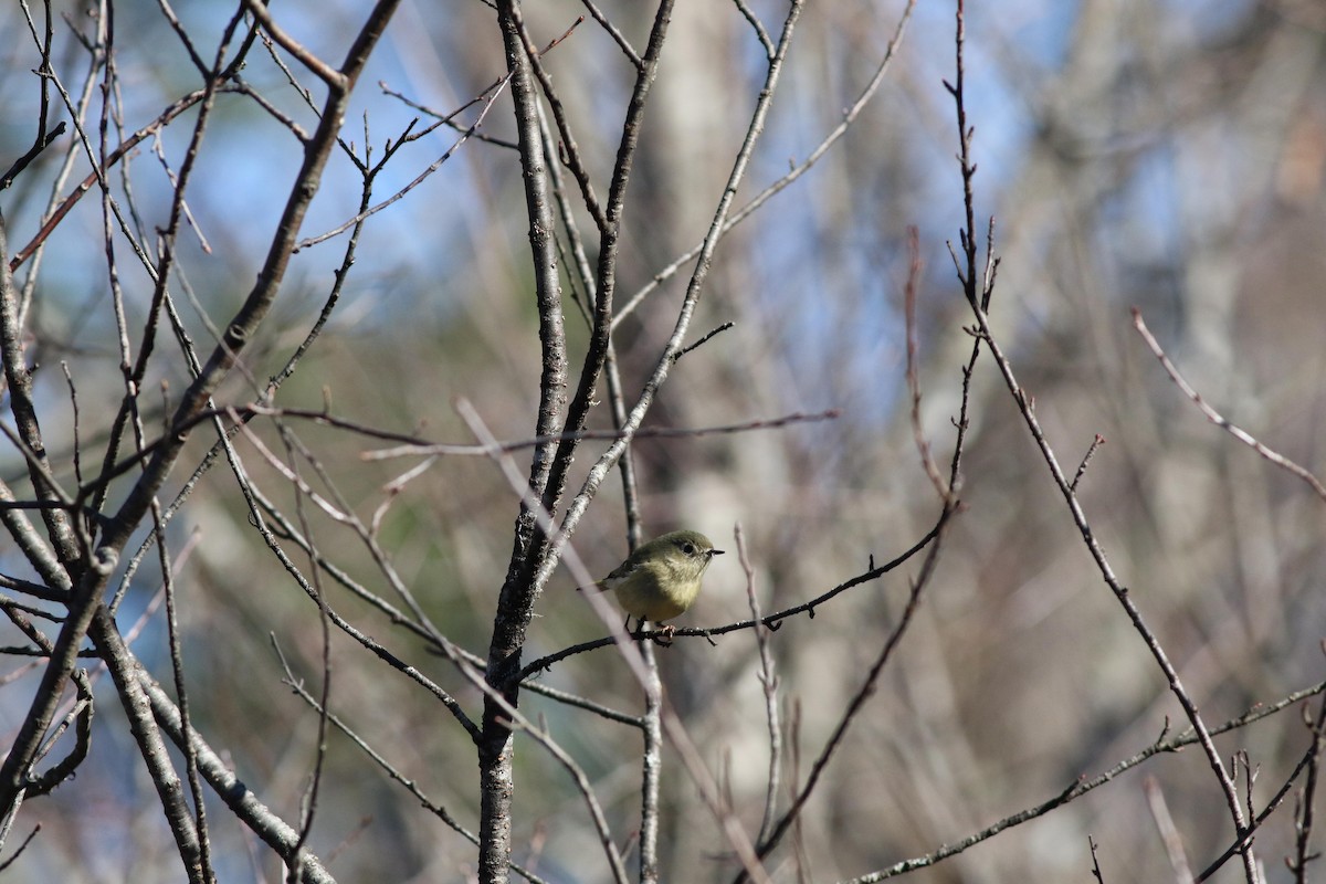 Ruby-crowned Kinglet - ML643225421