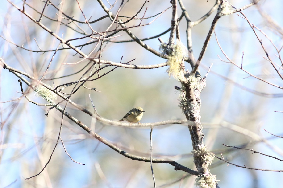 Ruby-crowned Kinglet - ML643225424