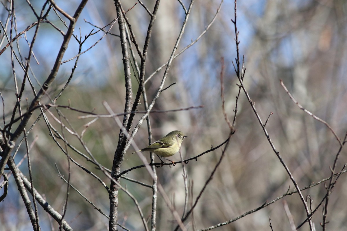 Ruby-crowned Kinglet - ML643225425