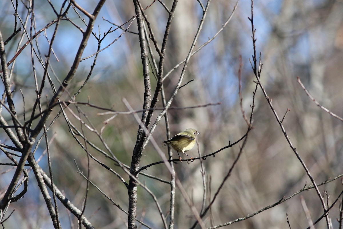 Ruby-crowned Kinglet - ML643225426