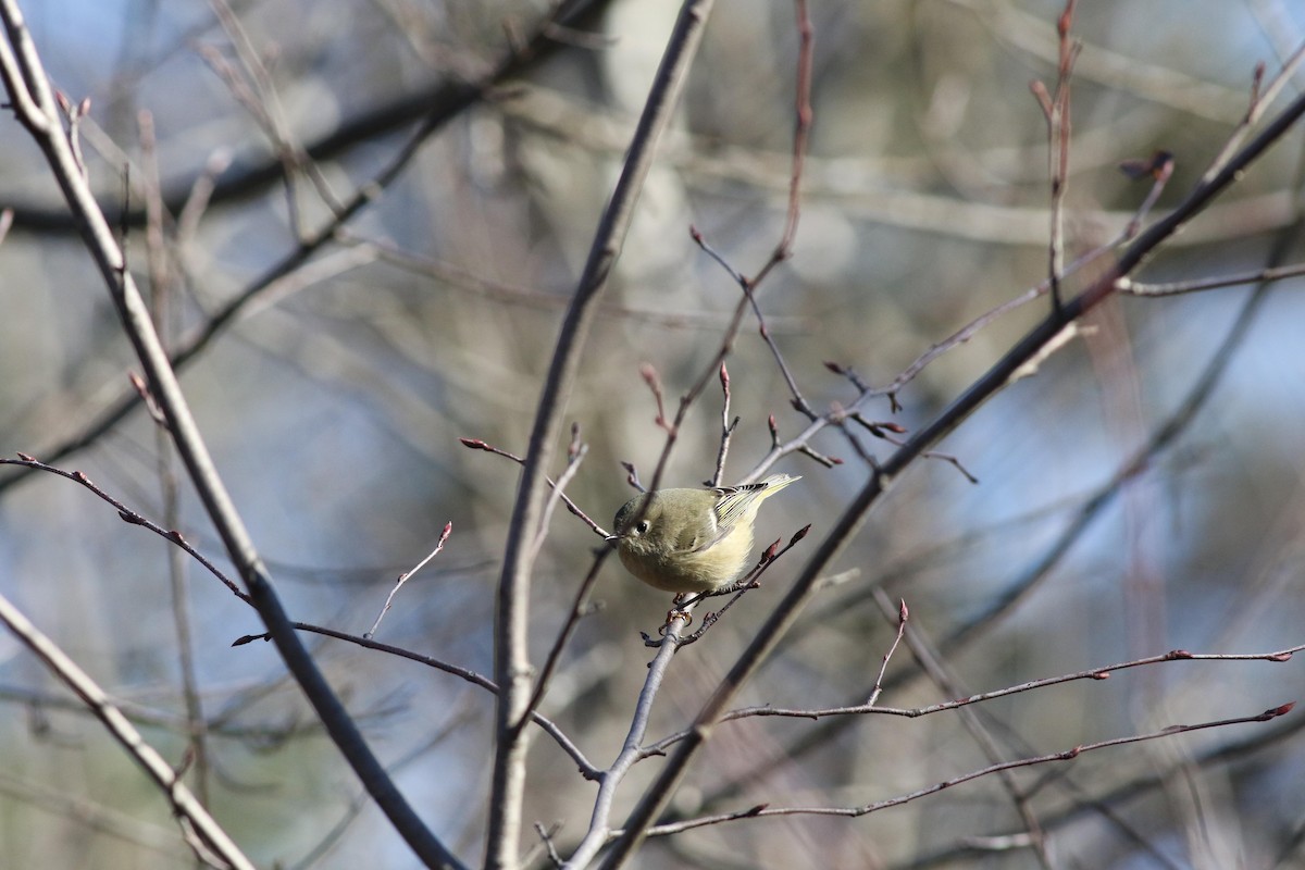 Ruby-crowned Kinglet - ML643225428