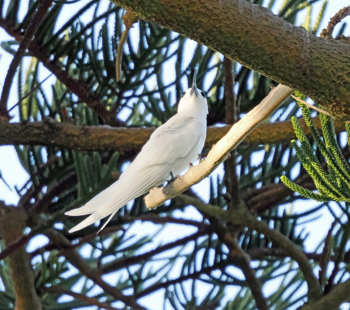 White Tern (Pacific) - ML643225430