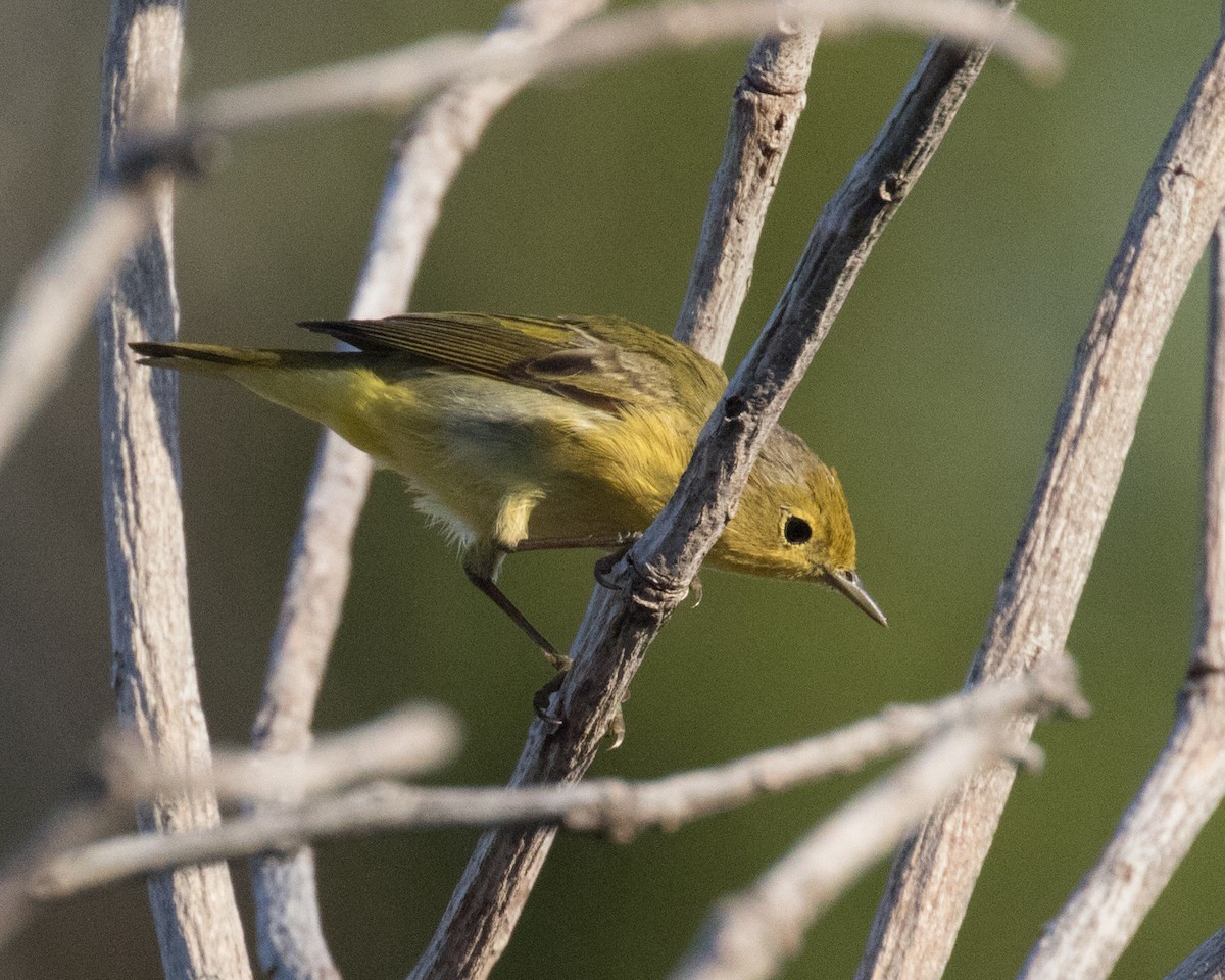 Yellow Warbler - ML643225431