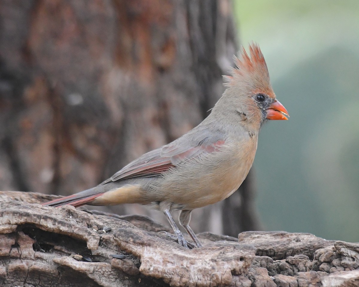 Northern Cardinal - ML643225432