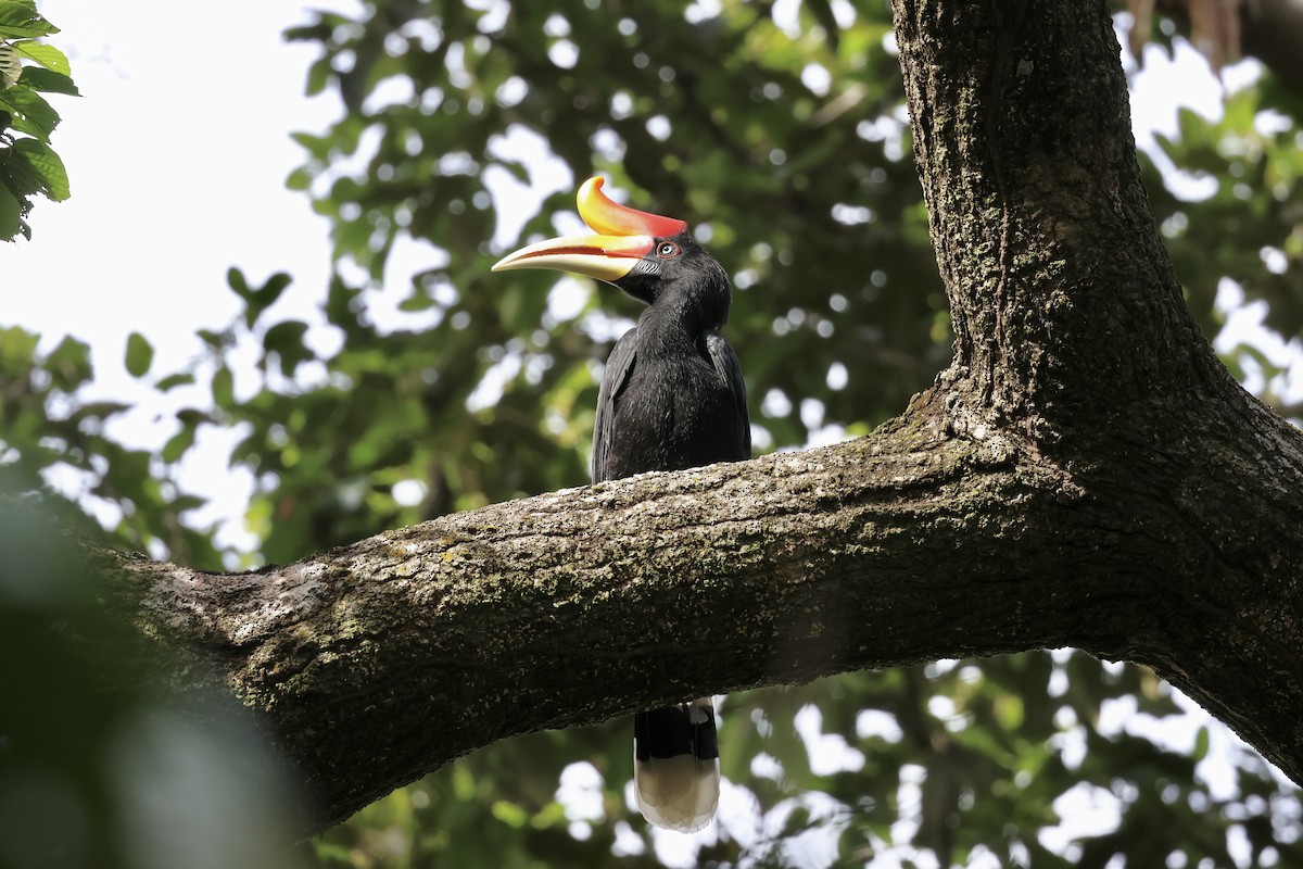 Rhinoceros Hornbill - ML643225434