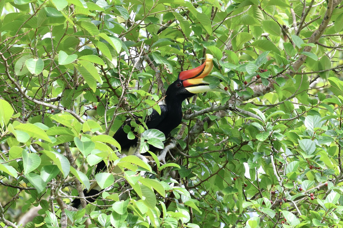 Rhinoceros Hornbill - ML643225435