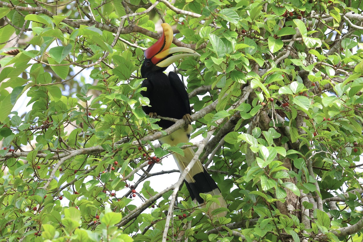 Rhinoceros Hornbill - ML643225436