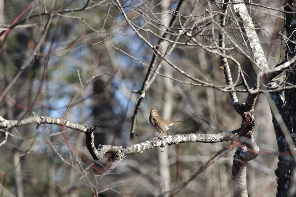 Hermit Thrush - ML643225437