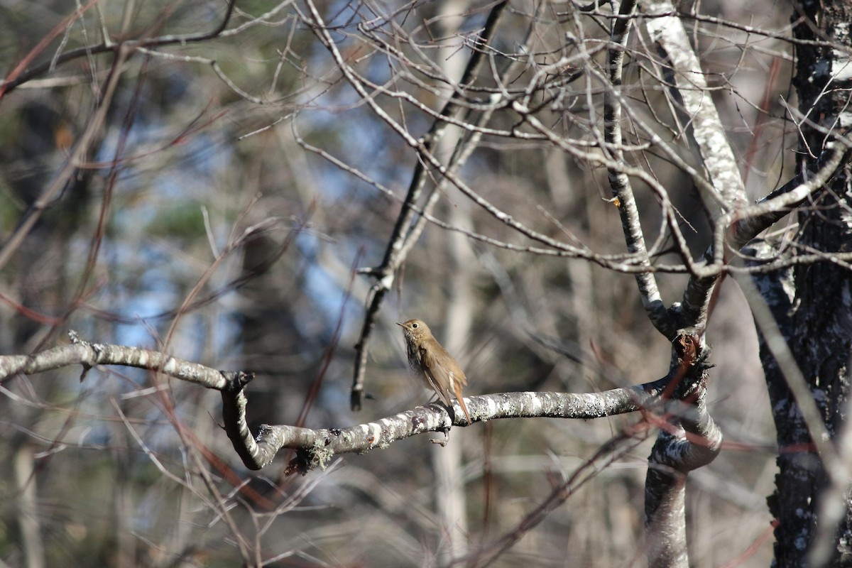 Hermit Thrush - ML643225439
