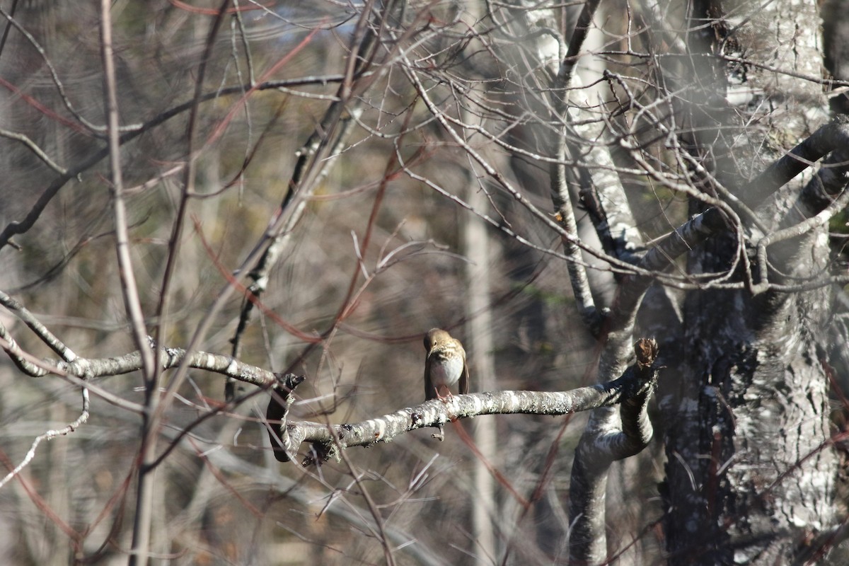 Hermit Thrush - ML643225441