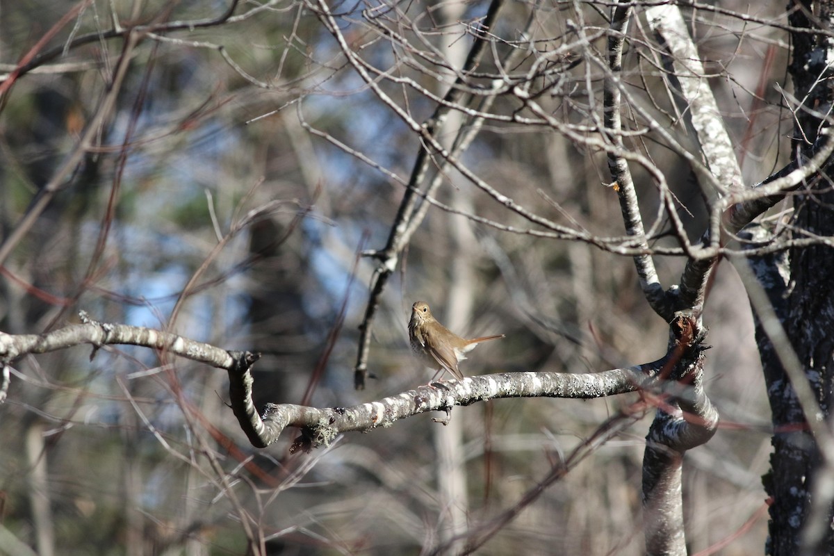 Hermit Thrush - ML643225443