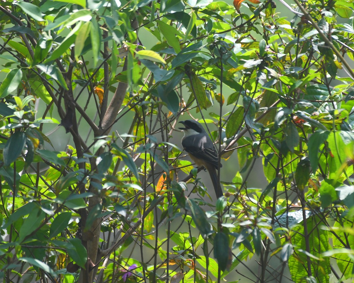 Gray-backed Shrike - ML643225445