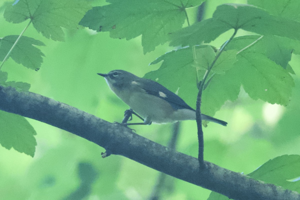Black-throated Blue Warbler - ML643225446